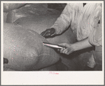 Inserting metal sampler into bag of rice for testing purposes, Abbeville, Louisiana