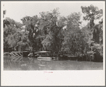 Bayou.  Louisiana (near Abbeville)