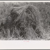 Shocks of rice in field near Crowley, Louisiana