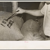 Painting sacks of rice for identification purpose, state rice mill, Abbeville, Louisiana