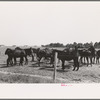 Mules, Lake Dick Cooperative Association, Lake Dick, Arkansas