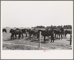 Mules, Lake Dick Cooperative Association, Lake Dick, Arkansas