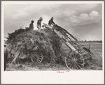 Loading machine attached to hay wagon, Lake Dick Project, Arkansas