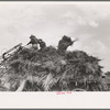 Handling soybean hay from loader onto wagon, Lake Dick Project, Arkansas