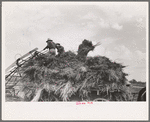 Handling soybean hay from loader onto wagon, Lake Dick Project, Arkansas