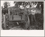 Farmer loading strippings from sorghum into wagon, Lake Dick Project, Arkansas