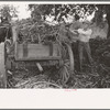 Farmer loading strippings from sorghum into wagon, Lake Dick Project, Arkansas