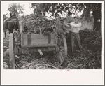 Farmer loading strippings from sorghum into wagon, Lake Dick Project, Arkansas