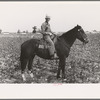 Member of cooperative association, overseer of cotton pickers, Lake Dick Project, Arkansas