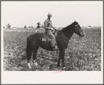 Member of cooperative association, overseer of cotton pickers, Lake Dick Project, Arkansas