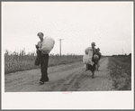 Cotton pickers, day laborers, walking in from field with cotton. Lake Dick Project, Arkansas