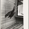 Turkey feathers being dried on porch of Cajun farmhouse near Crowley, Louisiana