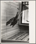 Turkey feathers being dried on porch of Cajun farmhouse near Crowley, Louisiana