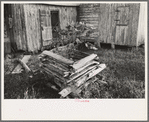 Primitive guard for tree protected from rabbits at farmhome of aged Cajun couple, near Crowley, Louisiana