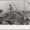 Farmer atop load of sugarcane, New Roads, Louisiana