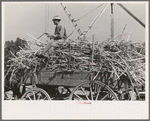 Farmer atop load of sugarcane, New Roads, Louisiana