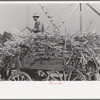 Farmer atop load of sugarcane, New Roads, Louisiana