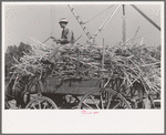 Farmer atop load of sugarcane, New Roads, Louisiana