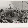 Farmer atop load of sugarcane, New Roads, Louisiana