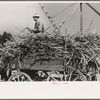 Farmer atop load of sugarcane, New Roads, Louisiana