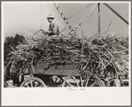 Farmer atop load of sugarcane, New Roads, Louisiana