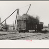 Sugarcane loaded into gondola car, New Roads, Louisiana