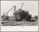 Sugarcane loaded into gondola car, New Roads, Louisiana