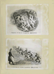 Drawings of German Occupation Atrocities.