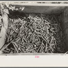 Nuts and bolts, junkyard, near Abbeville, Louisiana