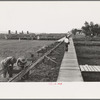 Constructing new elevated board walks, Pilottown, Louisiana. Variation of water level caused by tides and swampy conditions made these walks necessary