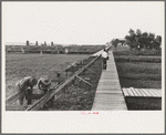 Constructing new elevated board walks, Pilottown, Louisiana. Variation of water level caused by tides and swampy conditions made these walks necessary