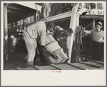 Negro stevedores handling drum, New Orleans, Louisiana