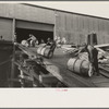 Negro stevedores "snaking" drums down ramp to boat, New Orleans, Louisiana