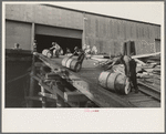 Negro stevedores "snaking" drums down ramp to boat, New Orleans, Louisiana