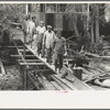 Negro stevedores returning to boat after unloading cargo at Venice, Louisiana