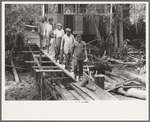 Negro stevedores returning to boat after unloading cargo at Venice, Louisiana