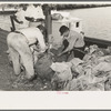 Tying sacks of oysters and attaching tags, Olga, Louisiana
