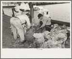 Tying sacks of oysters and attaching tags, Olga, Louisiana