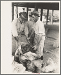 Dumping oysters into sacks from wire baskets, Olga, Louisiana