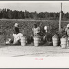 String bean pickers waiting along highway for trucks to pick them up, near Gibson, Louisiana