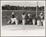 String bean pickers waiting along highway for trucks to pick them up, near Gibson, Louisiana