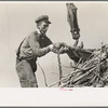 Loading sugarcane, Louisiana