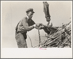 Loading sugarcane, Louisiana