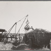 Loading sugarcane, Louisiana