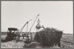 Loading sugarcane, Louisiana