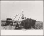 Loading sugarcane, Louisiana