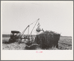 Loading sugarcane, Louisiana