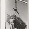 Removing batch of cane from truck at sugar mill near New Iberia, Louisiana