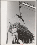 Removing batch of cane from truck at sugar mill near New Iberia, Louisiana