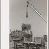 Removing batch of cane from truck at sugar mill near New Iberia, Louisiana